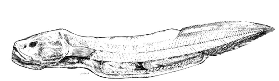 Meteoria erythrops_01.jpg